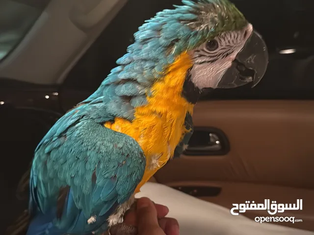 مكاو بلو اند قولد