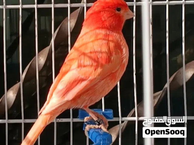 طيور كنار بلدي وأجنبي منتجات وجميلات جدا،ذكور وإناث وأزواج، صحة ونشاط عاليين، بألوان ساحرة ومتنوعة .