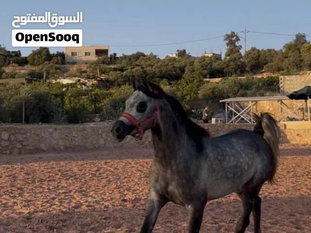 حصان عربي مسجل