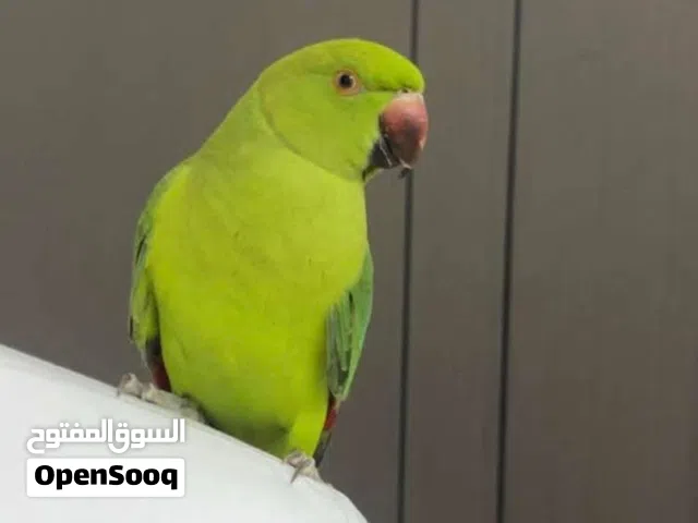 ببغاء الدره هندى متكلم
