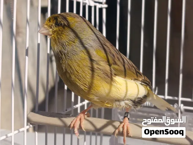 ذكر كناري قلستر اغني ربي ايبارك ربي يبارك خوصه 2025