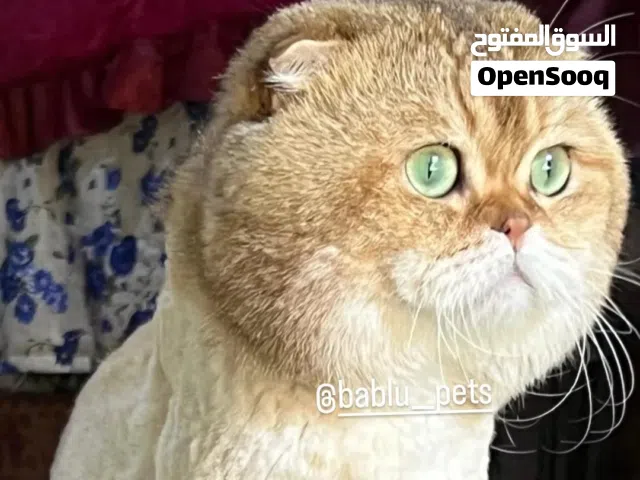 قط سكوتش فولد ذكر مسجل للتزاوج  او بيع