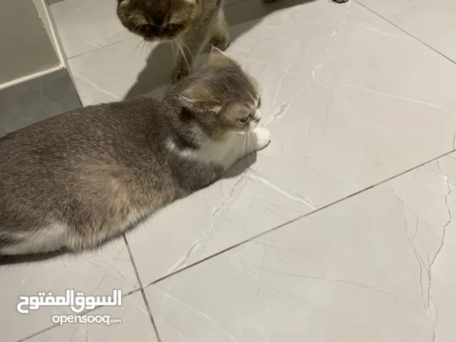 قطط من نوع شيرازي اللي مهتم يتواصل معي