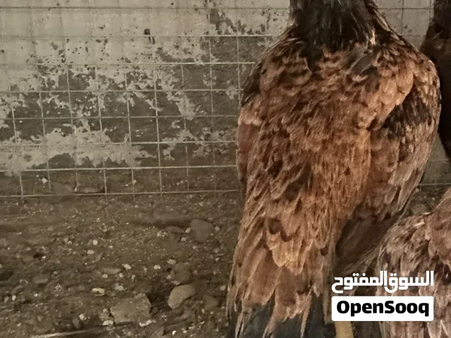 زوج ميوالي بيور زيرو سايز