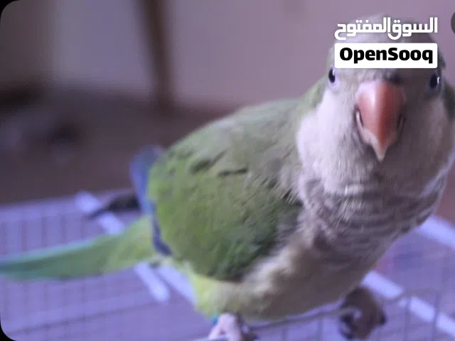 طير بغبغاء كويكر