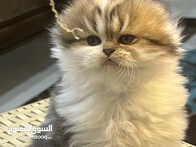 Scottish triple fold long hair