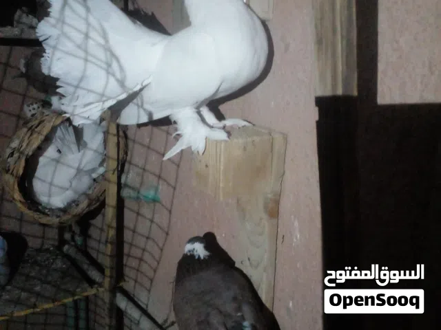 5حمامات للبيع فحل هندي وثلاثه رواعب مضربه واحد فحل بغدادي