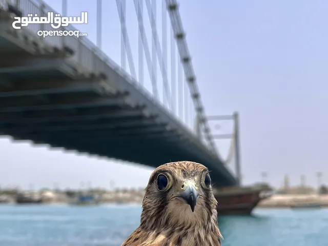 صقر مع قبضته