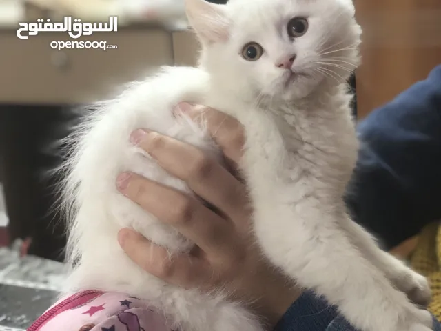 قطة انثى شيرازي للبيع عمرها شهرين لعوبة جدا وصحة جيدة 