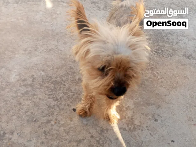 كلاب زينه منزليه