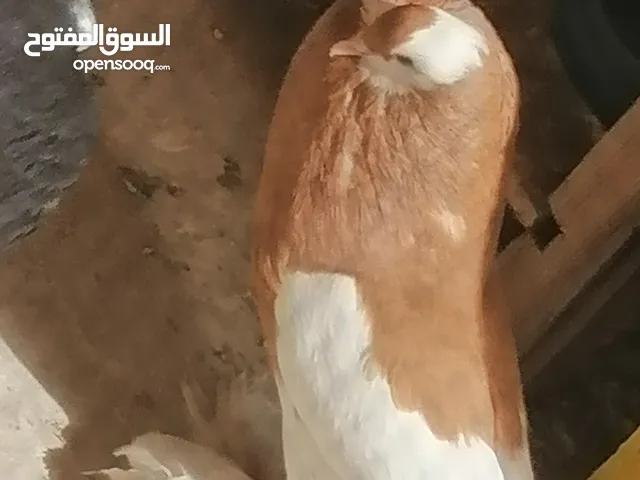 طيرة منفاخ اصفر جامبو