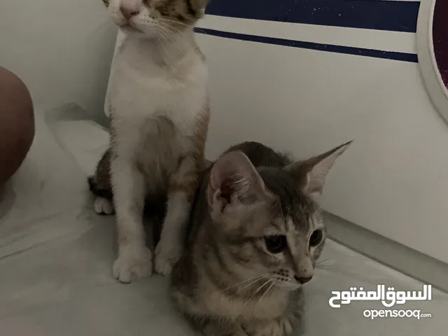 Cats for adoption- Free cats