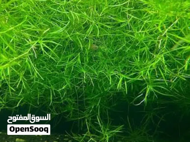 guppy grass available large quantity