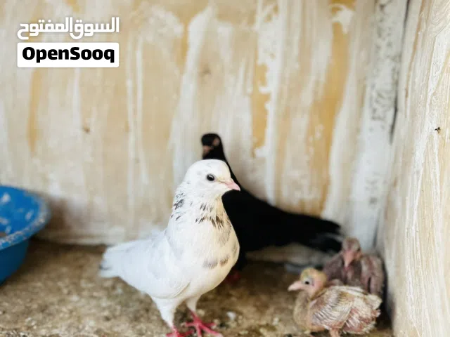 كوبيا بهلوان ارضي تحتهم انتاج لونهم ربي يبارك