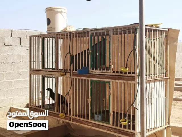 للبيع اقفاص حديد ينفع للدواجن و للحمام