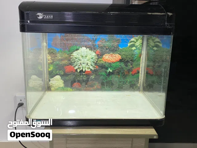 fish aquarium