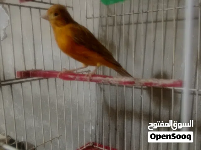 فحل كنار مواردي