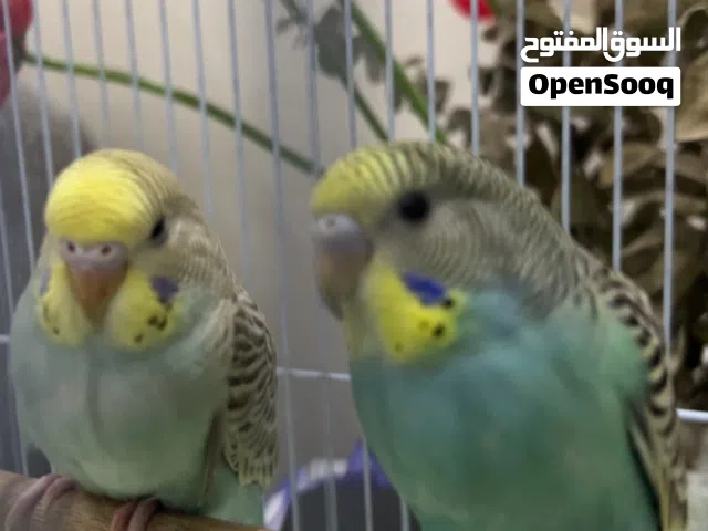 أي حد عنده طيور لتبني يكلمني