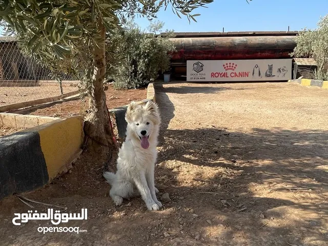 جرو سامويد