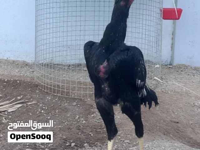 دجاج شامو للبيع