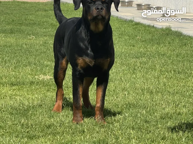 Top female Rottweiler