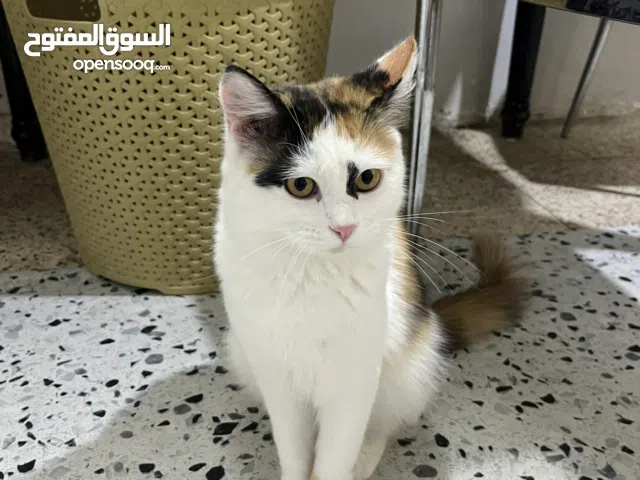 قطة انثى للتبني