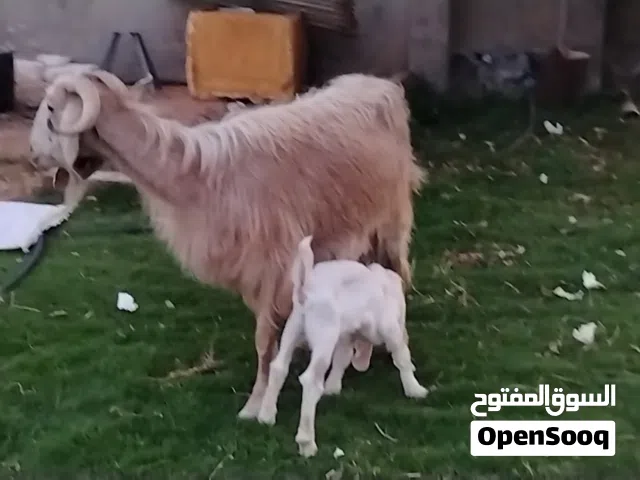عنز فردية تحتها اعناق راوية ربي يبارك سنها جامعة جمع صغير حليبها ربي يبارك مكانها صبراتة يوجد توصيل