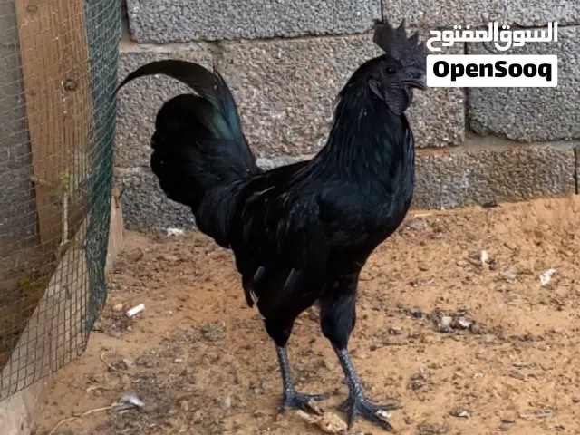 ديك لمبرقيني أندونيسي اسود لماع