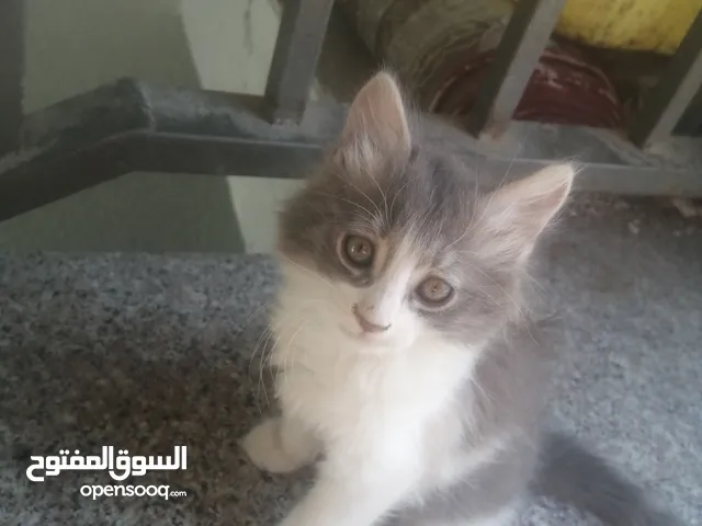 قطط برية اليفة للتبني العمر شهر