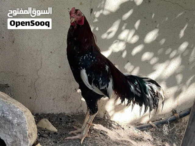 ديك باكستاني بوليا طير لضرابه او نسل يوجد فرق