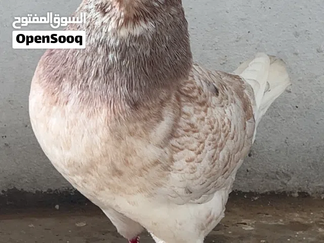 حمام زينه مبروص