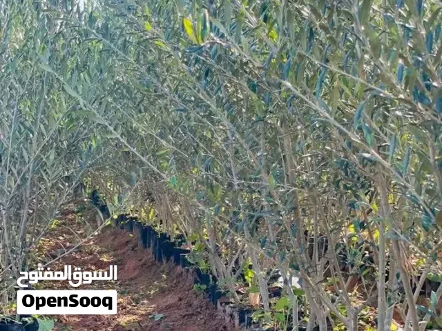 زيتون كرنتينا درجه اولى جوده تبارك الرحمن يتوفر اسباني و اربيكانا وكل انواع الزيتون