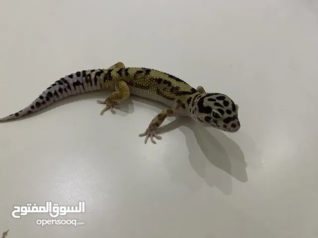 Leopard gecko