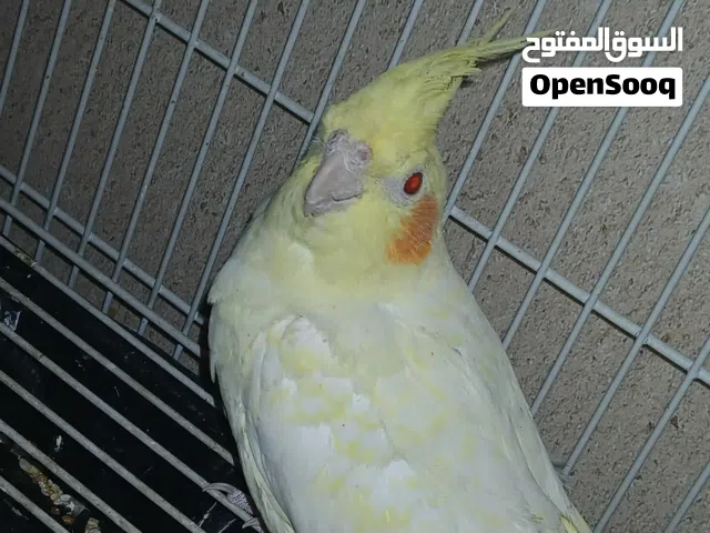 اربع كوكتيلات للبيع بدون قفص