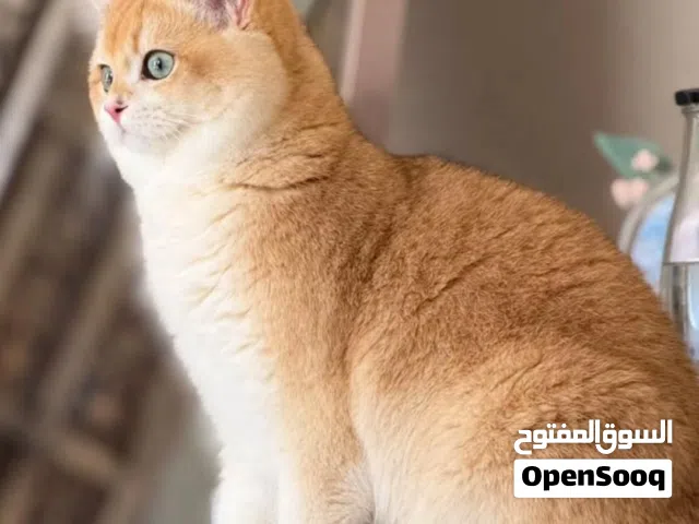 british ny 11 short hair