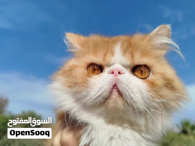 قط دكر بيكي فيس