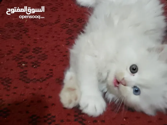 قطه صغنونه