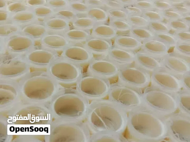 مشغل حلويات اللولو