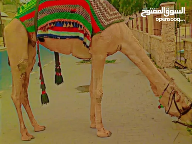 جمل للبيع مطبع عمره بين 7/6 سنوات  جرش