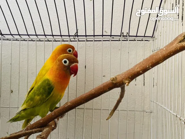 السلام عليكم متوفر باذن الله طريفات فيشر حاجه نضيفه حجم وصحه ربي يبارك  اقراء الوصف