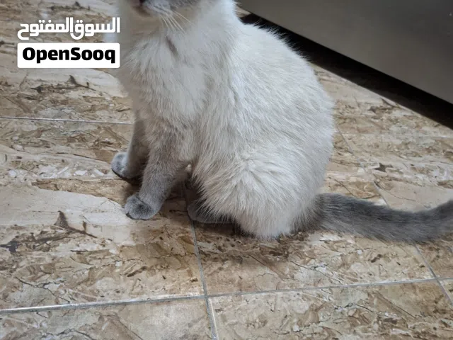 قطط مكس سكوتش فولد مع شانشيلا