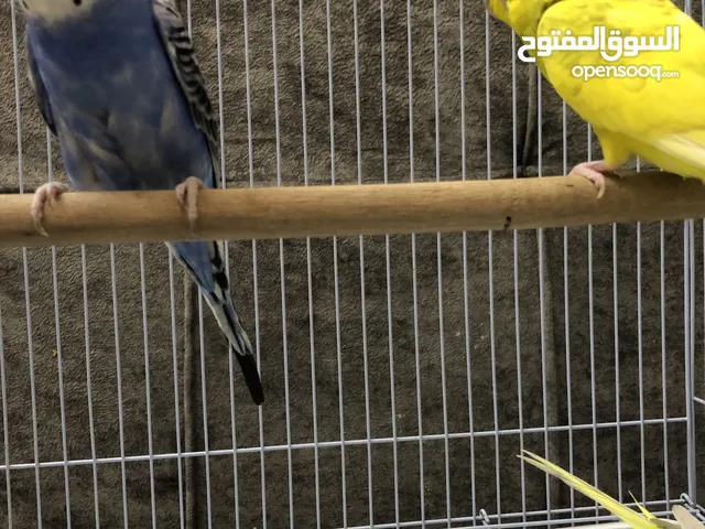 طيور الحب ...