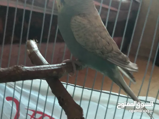 عصفور حب سلفر أنثى جاهزة بالصلاة على النبي حطب قفص مع ذكر 5 دقائق بتلا جاب فراخ