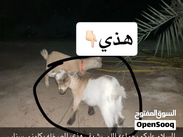 السلام عليكم