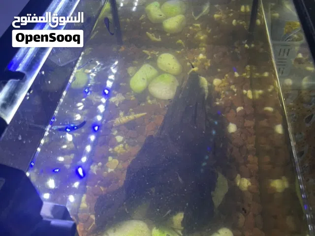 تلاته احواض بحق واحد