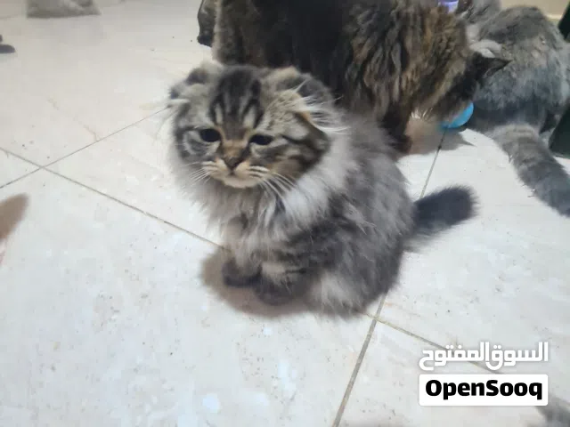قطط سكوتش فولد وستريت . kittens scotish fold and slightly