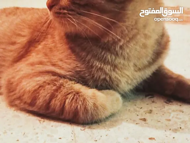 قط هادئ و لعب للتبني