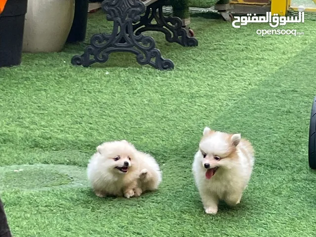 pomeranian dogs male and female 2 month old