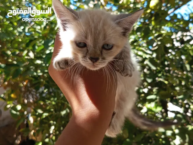 قطط سيامب للبيع