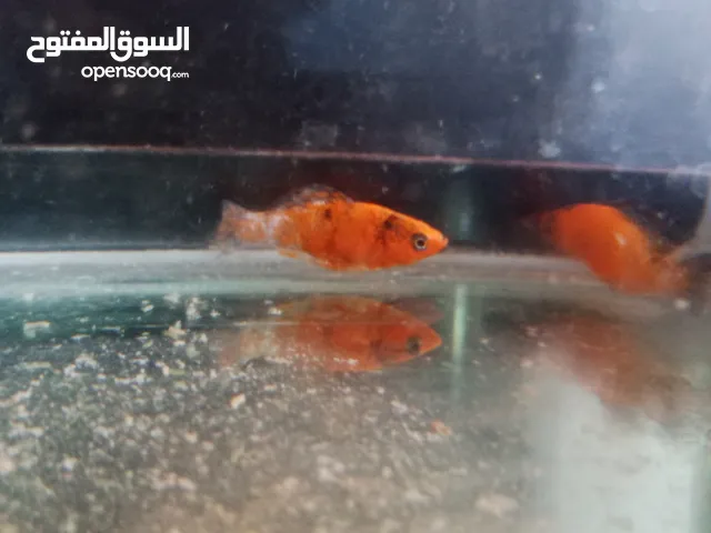اسماك مولي
